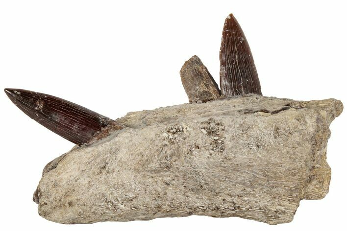 Cretaceous Swordfish (Protosphyraena) Jaw Section - Kansas #197534